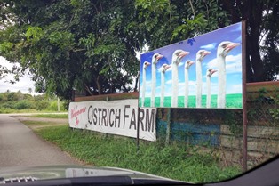 Ostrich Farm